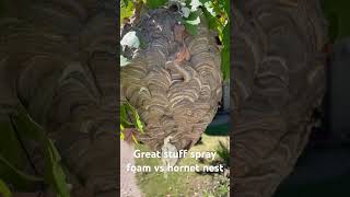 Spray foam vs hornet nest hornet hornetnest sprayfoam yellowjackets waspnest [upl. by Yevi]