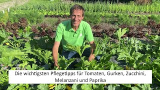 Reiche Ernte an Tomaten Paprika Chili Gurken und Zucchini  dank diesen einfachen Pflegetipps 😁 [upl. by Cal]