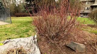 Pruning a Red Twig Dogwood [upl. by Ahsieni22]