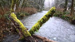 Lake Quinault Lodge [upl. by Nosiram]