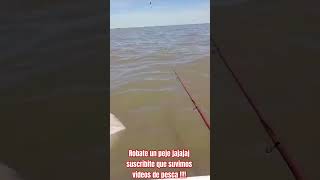 pesca lineadepesca fishing pesqueria arroyo viralshortrios viralvideo pejerrey rios [upl. by Steiner]