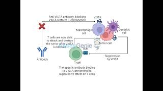 Targeting VISTA Unleashing the Power of T Cells in Cancer Therapy [upl. by Enahc44]