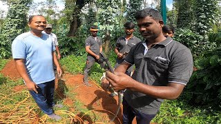 NETAFIM DRIP IRRIGATION SYSTEM NEWLY INSTALLED TO BLACK PEPPER for installation contact 94496 64000 [upl. by Aetnuahs]