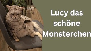 Wenn diese Katze kommt ist es spannender als im Horrorfilm [upl. by Cumine834]