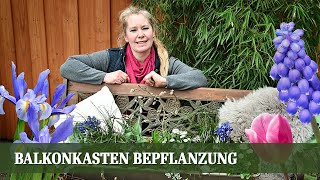 Balkonkasten Bepflanzung für den Frühling  Teil 1 Kühle Farben [upl. by Mott]