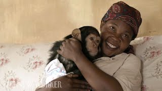 A Woman and Her Chimpanzees Heal Together After Trauma  The New Yorker [upl. by Rogergcam334]