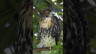 Baby Redtailed Hawk Fledgling birdwatching wildlife [upl. by Karlan699]