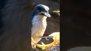 Amazing Interesting Facts About Animals Part 5  interestingfacts animals viralvideo [upl. by Acceber]