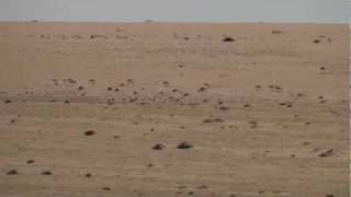 Addax in the Sahara Desert [upl. by Lyford339]