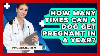 How Many Times Can A Dog Get Pregnant In A Year  PetGuide360com [upl. by Adanama12]