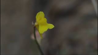 Utricularia bifida [upl. by Anneis]