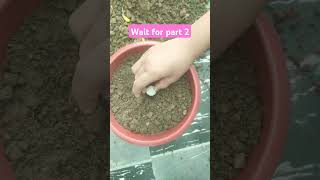 How to grow seed ball part 1 [upl. by Iralav]