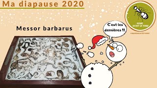 Diapause chez mes Messor barbarus [upl. by Melburn501]