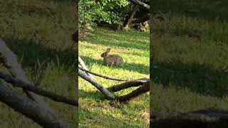 Cottontail Rabbit grazing Adventure hike on an active RR line East Tennessee USA 🎶 tnrabbits [upl. by Viki]