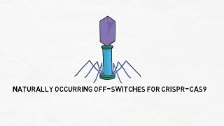 Naturally Occurring OffSwitches in CRISPRCas9 [upl. by Ahsinahs]