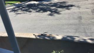 Pin Tailed WhydahCalifornia Laguna Niguel [upl. by Notrub]