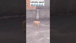 Labrador speed 🔥🔥 shorts [upl. by Nortad]