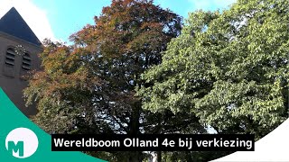 Vierde plek Ollandse ‘Wereldboom’ bij ‘Boom van het jaar’ verkiezing I Omroep Meierij [upl. by Asir]