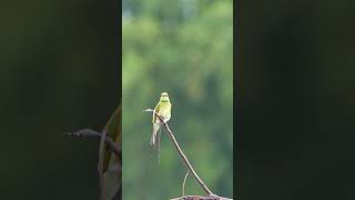 Asian green beeeater Bird birds birdsounds birdspecies nature birdsmusic [upl. by Lonnie]