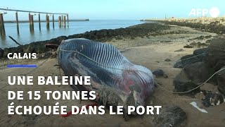 Calais  une baleine de 19 mètres sest échouée dans le port  AFP [upl. by Heywood264]