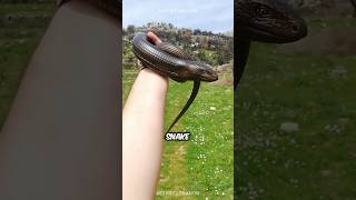 Is This A Snake 🐍 Legless Lizard 🦎 [upl. by Gilson143]