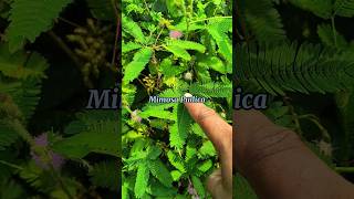 Mimosa Pudica l সাদা লজ্জাপতি l Hasan Life [upl. by Enilekaj278]