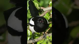 Magpies chirpy calls  UK bird sounds shorts [upl. by Zetnod]