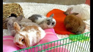 Bunny Update  5 12 Week Old Holland Lop Babies [upl. by Nylirehc]