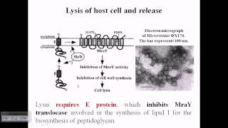 Release of Phi X174 bacteriophage [upl. by Truitt]