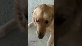 this is how I annoy my dog [upl. by Aloek]