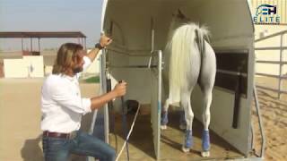 Horse Trailer Shopping Dont get ripped off follow these tips [upl. by Piane]