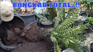 CARA MERAWAT TANAMAN LANGKA ENCEPHALARTOS HORRIDUS [upl. by Desdee]