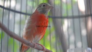 Red siskin dilute gacor cocok untuk masteran kenari murai batu cucak ijo [upl. by Robins414]