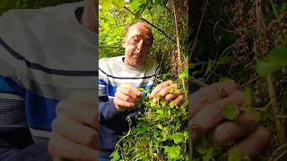 Speedwell veronica herbs foraging nativeplants adventure estuary permaculture ideas [upl. by Yajnas]