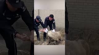 Blind Siberian ibex rescued from deep pit in Qinghai [upl. by Coughlin]