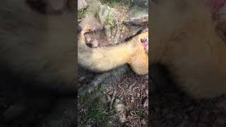 Ferret vs squirrel bobby [upl. by Gerard]