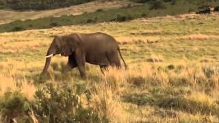 Elephant Calf walking on Gondwana Game Reserve [upl. by Rosner]