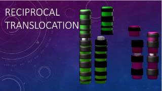 RECIPROCAL TRANSLOCATIONS AND SYNAPSIS [upl. by Aical565]
