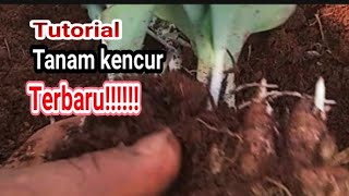 Tutorial tanam kencur terbaru RimbaTanimj8ig [upl. by Occor]