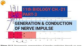 Class 11 BiologyCh21 Part3Generation amp conduction of nerve impulseStudy with Farru [upl. by Bride]