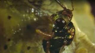 Caterpillar Eaten Alive By Wasps  Natural World  BBC Earth [upl. by Lyrehc]