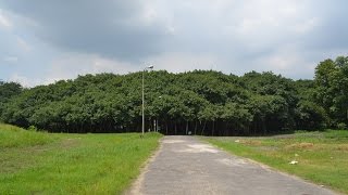 The Great Banyan  Widest tree in the world at Indian Botanic Garden Howrah KOlkata [upl. by Ettellocin]