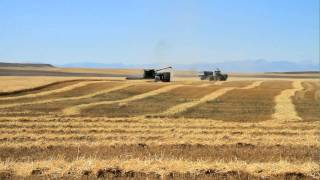 Harvesting Wheat with DeBruycker Charolais Top Charolais cattle amp bull breeders [upl. by Ihcekn]