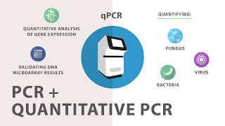 3 Polymerase Chain Reaction PCR  Quantitative PCR qPCR [upl. by Ellenor]