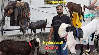 Hyderabadi Breedline Goats🐐Top Quality Collection Available 1Number Furqan Bhai [upl. by Eldwin347]