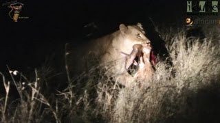 Lions With A Bushbuck [upl. by Aniratak]