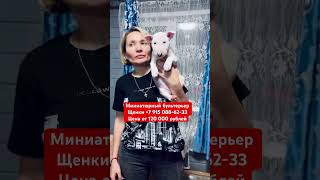 СнежкаБелоснежка 🔥минибультерьер ‪☎️ 7 915 088‑62‑33‬ питомниксобак bulletstormkennel бульдог [upl. by Brinkema]