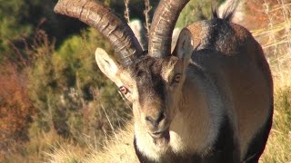 Cabra montés Capra pyrenaica Spanish Ibex [upl. by Bannasch376]