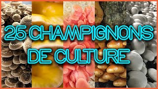 🍄 25 CHAMPIGNONS COMESTIBLES et MÉDICINAUX à CULTIVER [upl. by Buiron755]