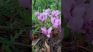 Autumn crocus in Tuscany [upl. by Ynad134]